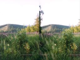 H01_st.jpg
