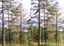 H03_st.jpg