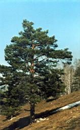 N13.jpg